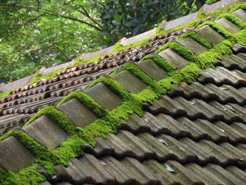 Démoussage de toiture dans la Loire
